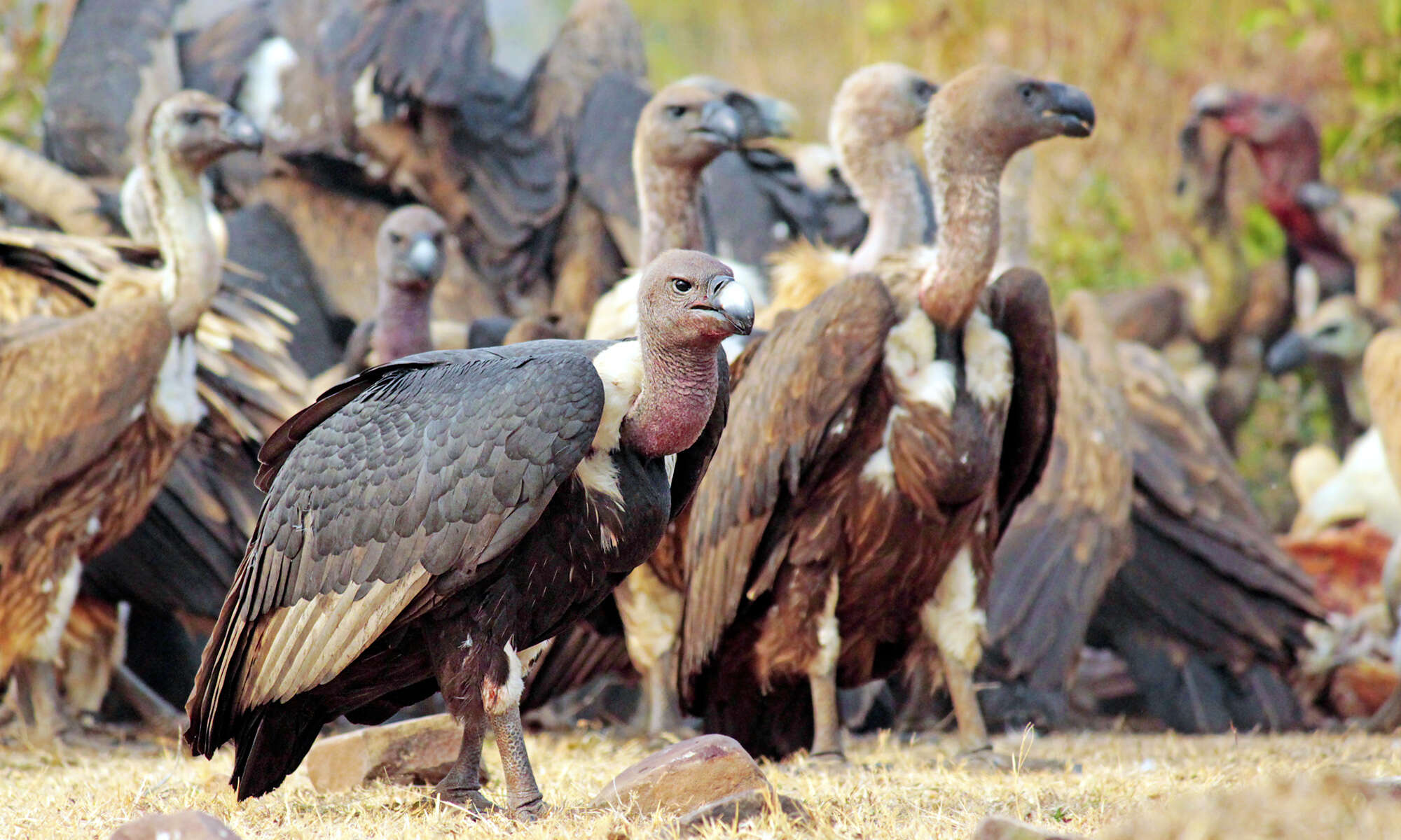 Image of Asian White-backed Vulture