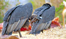 Image of Asian White-backed Vulture