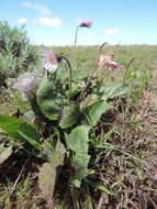 Gerbera viridifolia (DC.) Sch. Bip. resmi