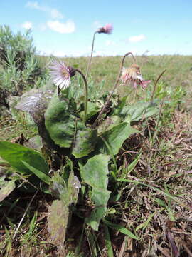 Image of Gerbera viridifolia (DC.) Sch. Bip.