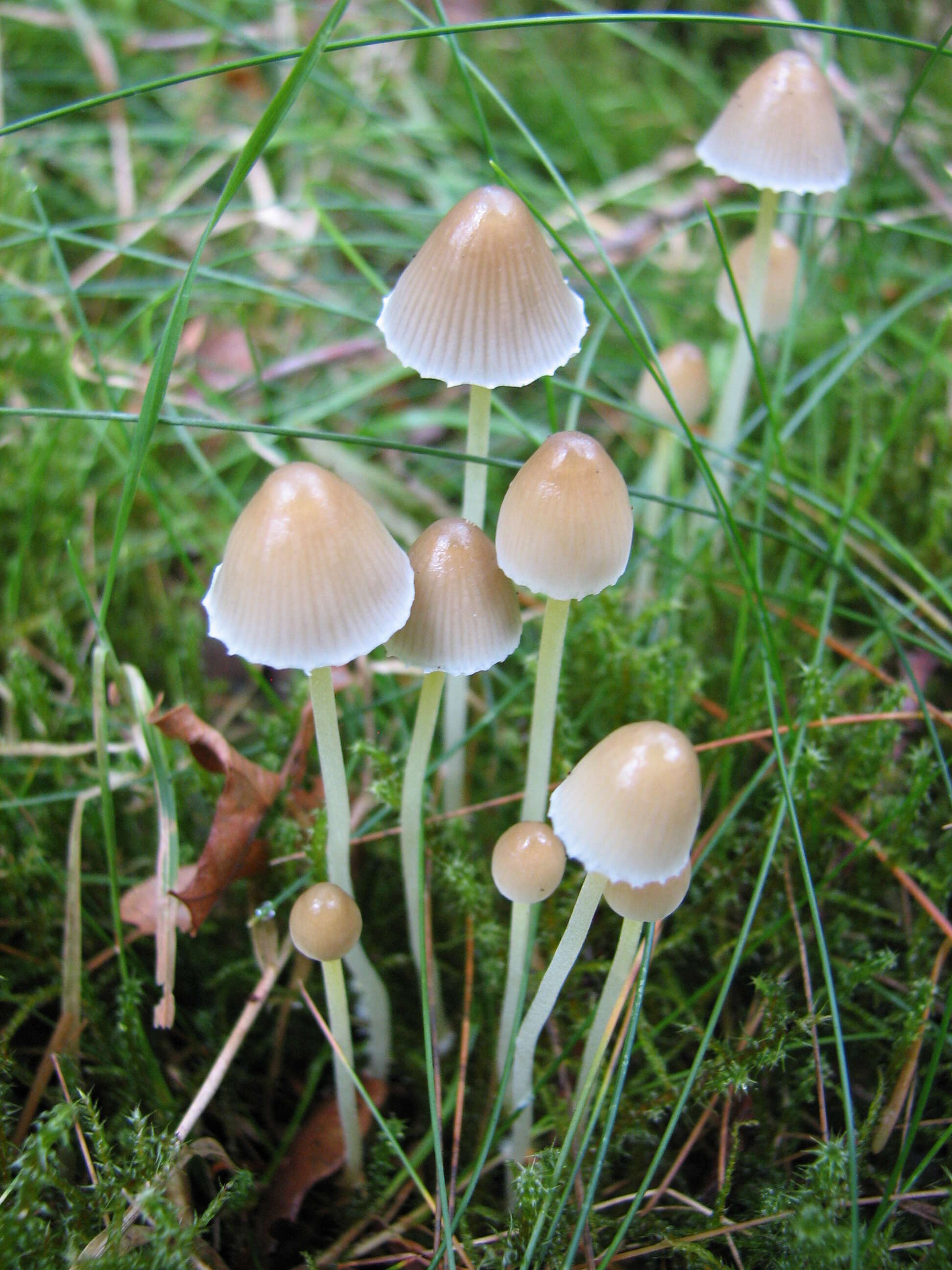 Image of Mycena epipterygia (Scop.) Gray 1821