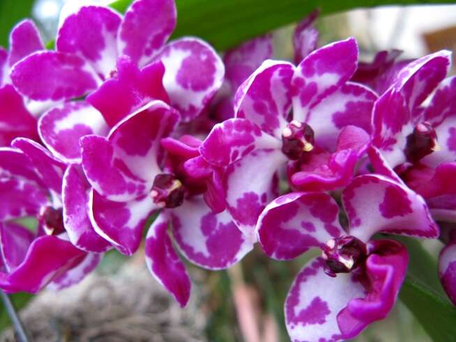 Слика од Rhynchostylis gigantea (Lindl.) Ridl.