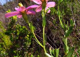 صورة Chironia tetragona L. fil.