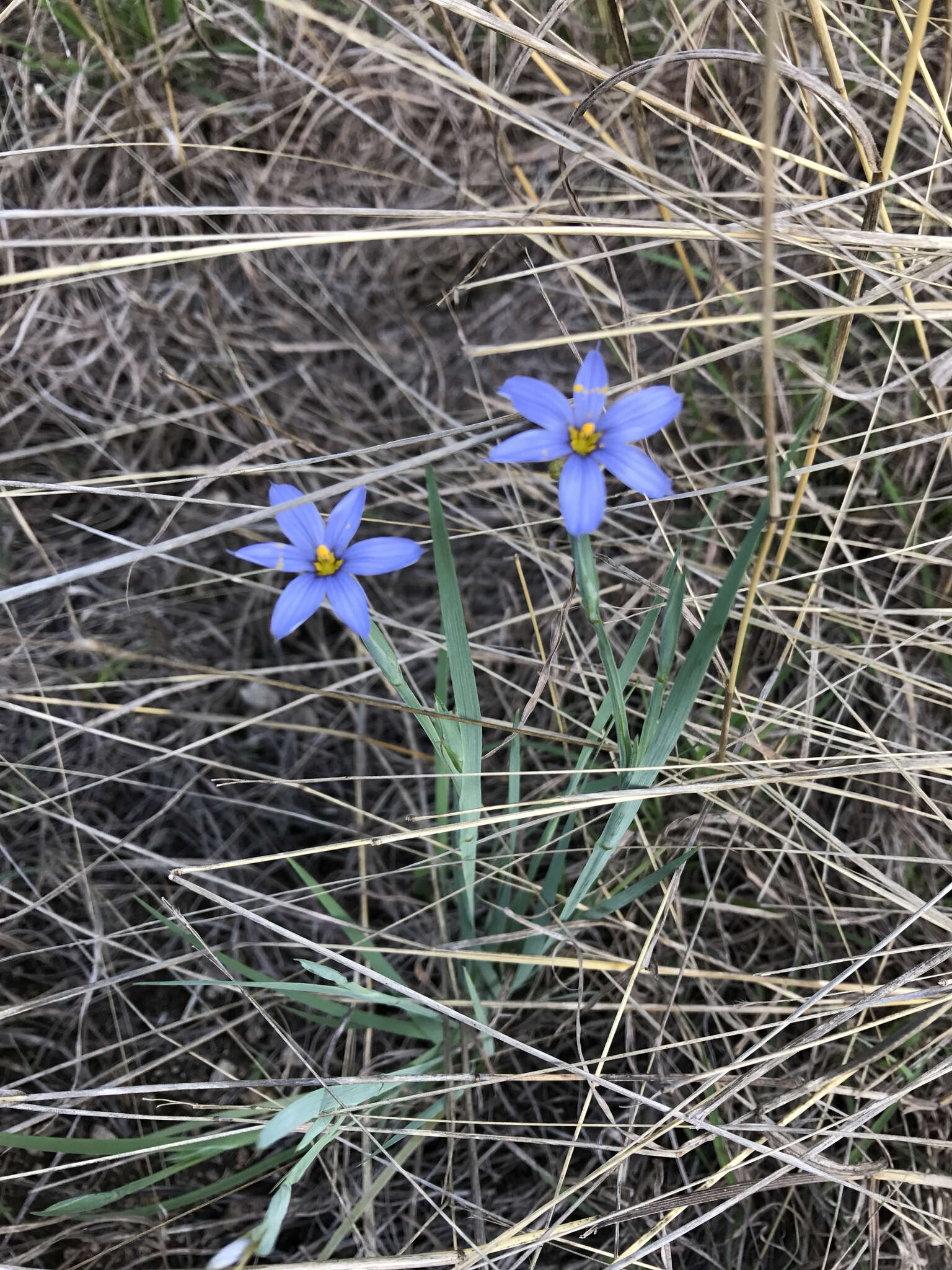 Sisyrinchium ensigerum E. P. Bicknell的圖片