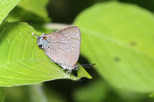 Image of hickory hairstreak