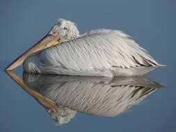 Image of Dalmatian Pelican