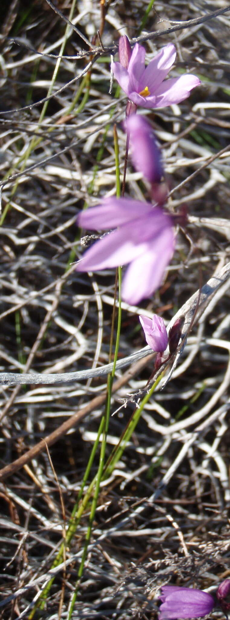 Plancia ëd Ixia micrandra Baker