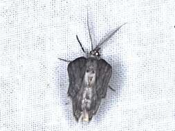 Image of Chlenomorpha sciogramma Lower 1918