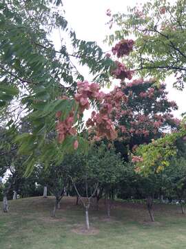 Image of Golden-rain tree