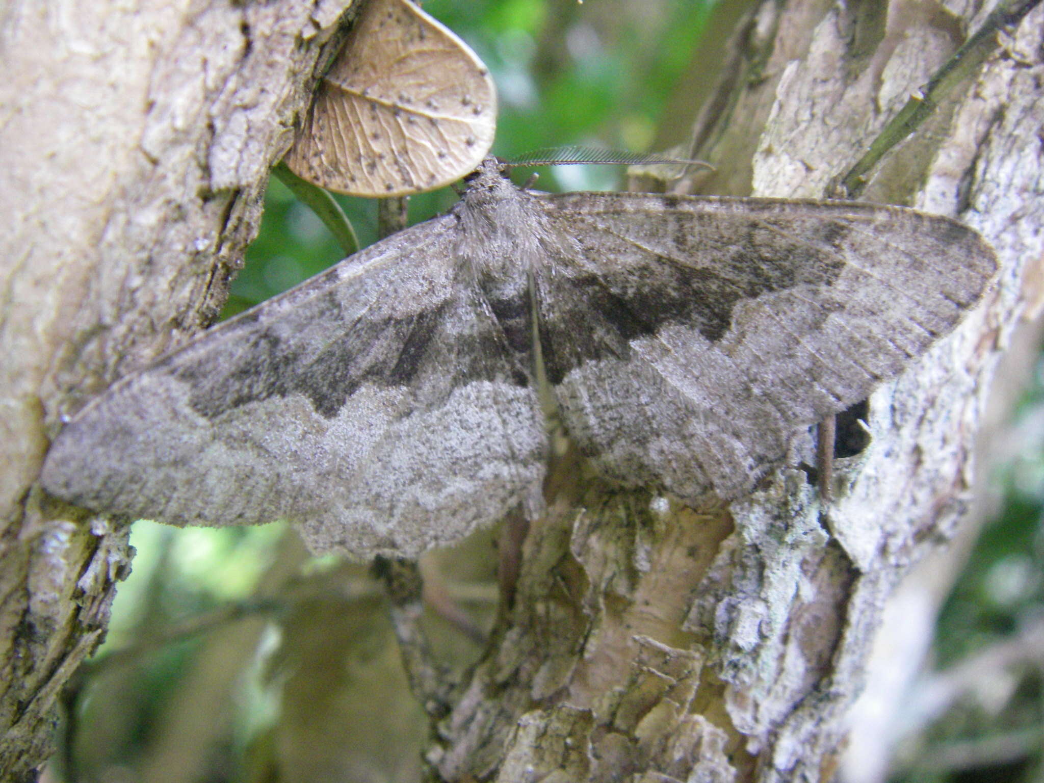 Image of mottled beauty