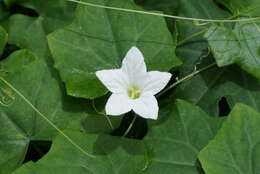 Image of ivy gourd