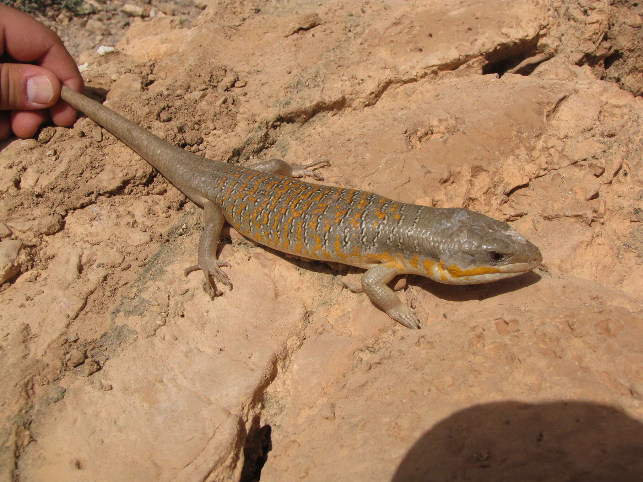 صورة Eumeces algeriensis Peters 1864