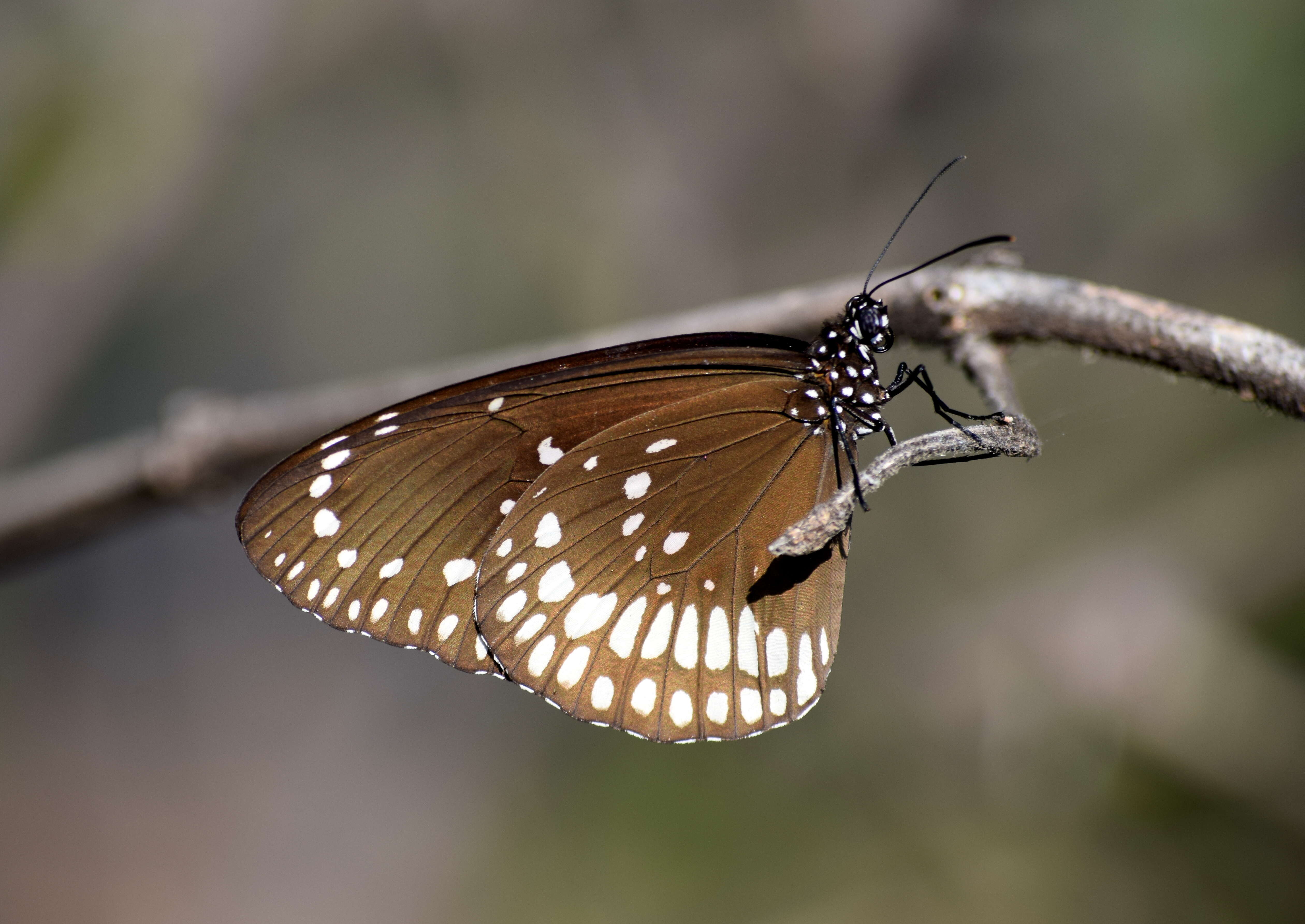 Image of Euploea core Cramer 1780