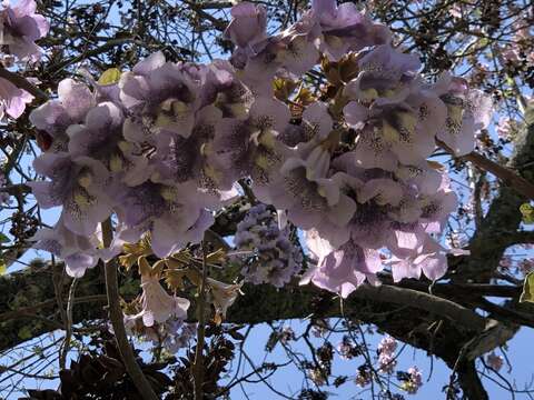 Слика од Paulownia taiwaniana T. W. Hu & H. J. Chang