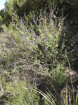 Image of Salvia cuspidata Ruiz & Pav.