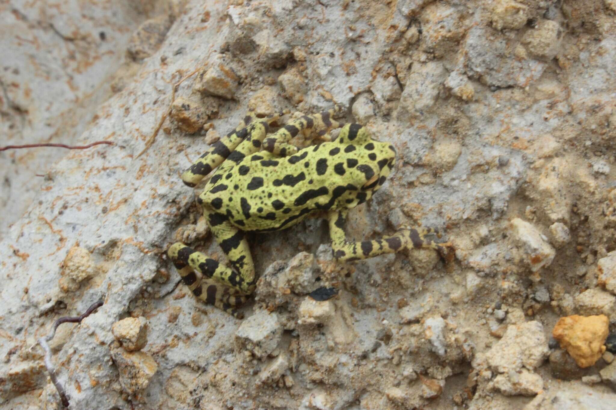 Image of Everett’s Asian Tree Toad