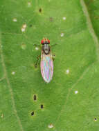 Image of Pomace fly