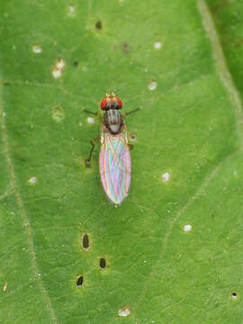 Image of Pomace fly