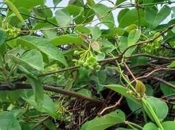 Image of Marsdenia volubilis (L. fil.) Cooke