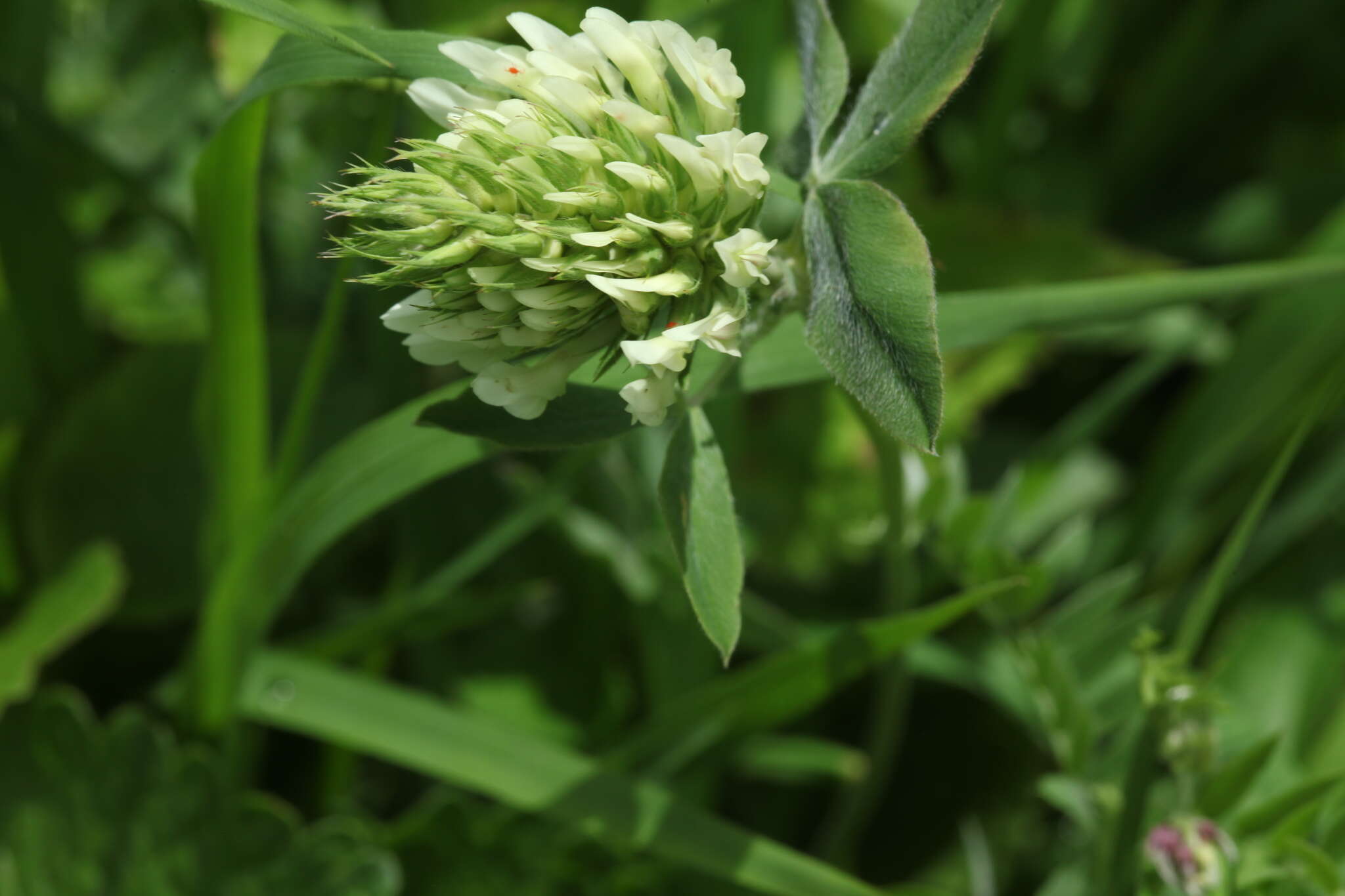 Image de Trifolium canescens Willd.