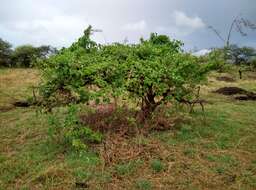 Image of Marsdenia volubilis (L. fil.) Cooke