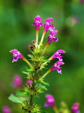 Image of Downy Hemp Nettle