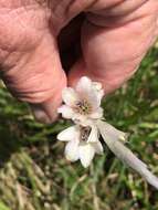 Image of Dierama pallidum Hilliard