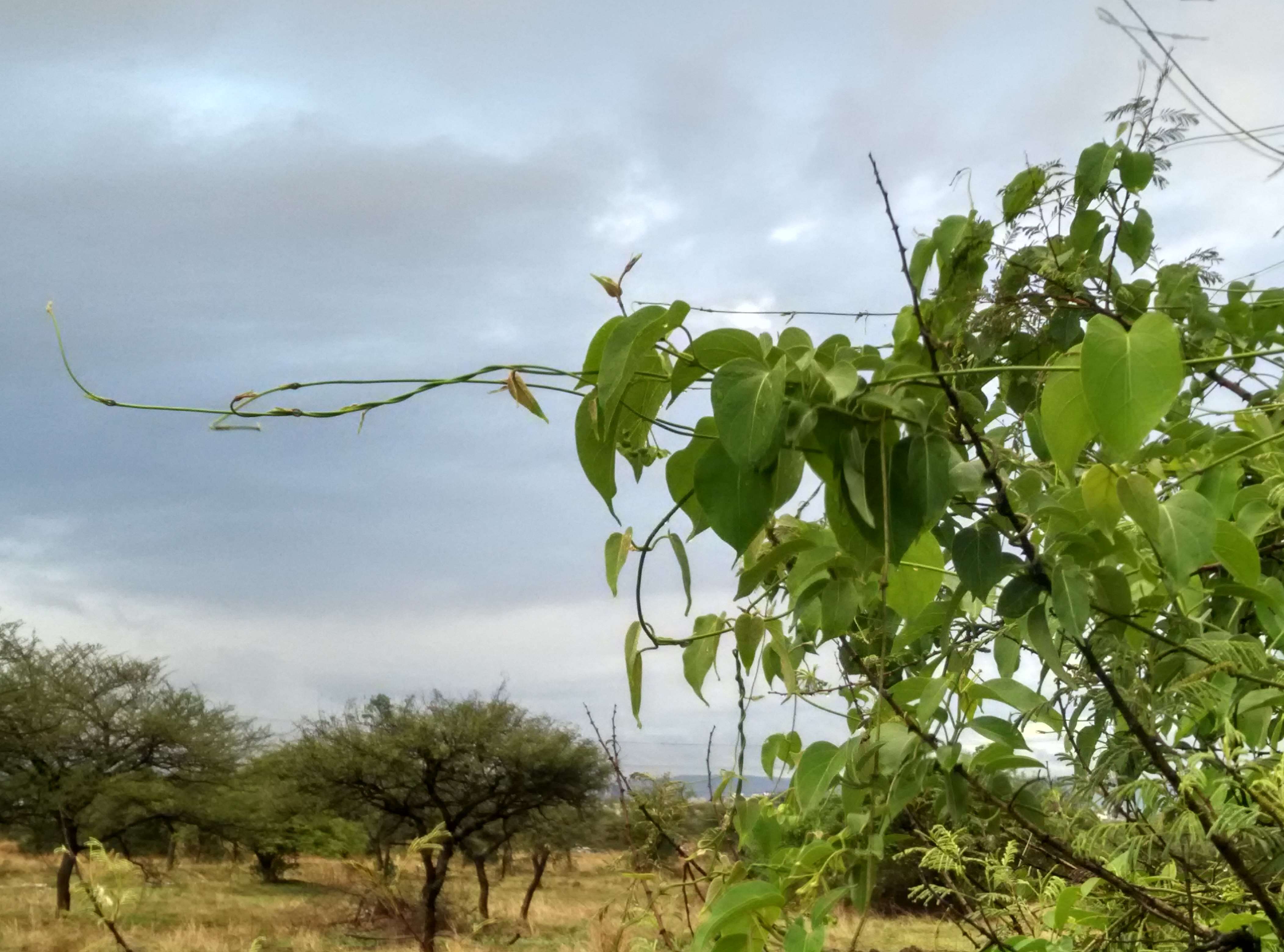 Image of Marsdenia volubilis (L. fil.) Cooke