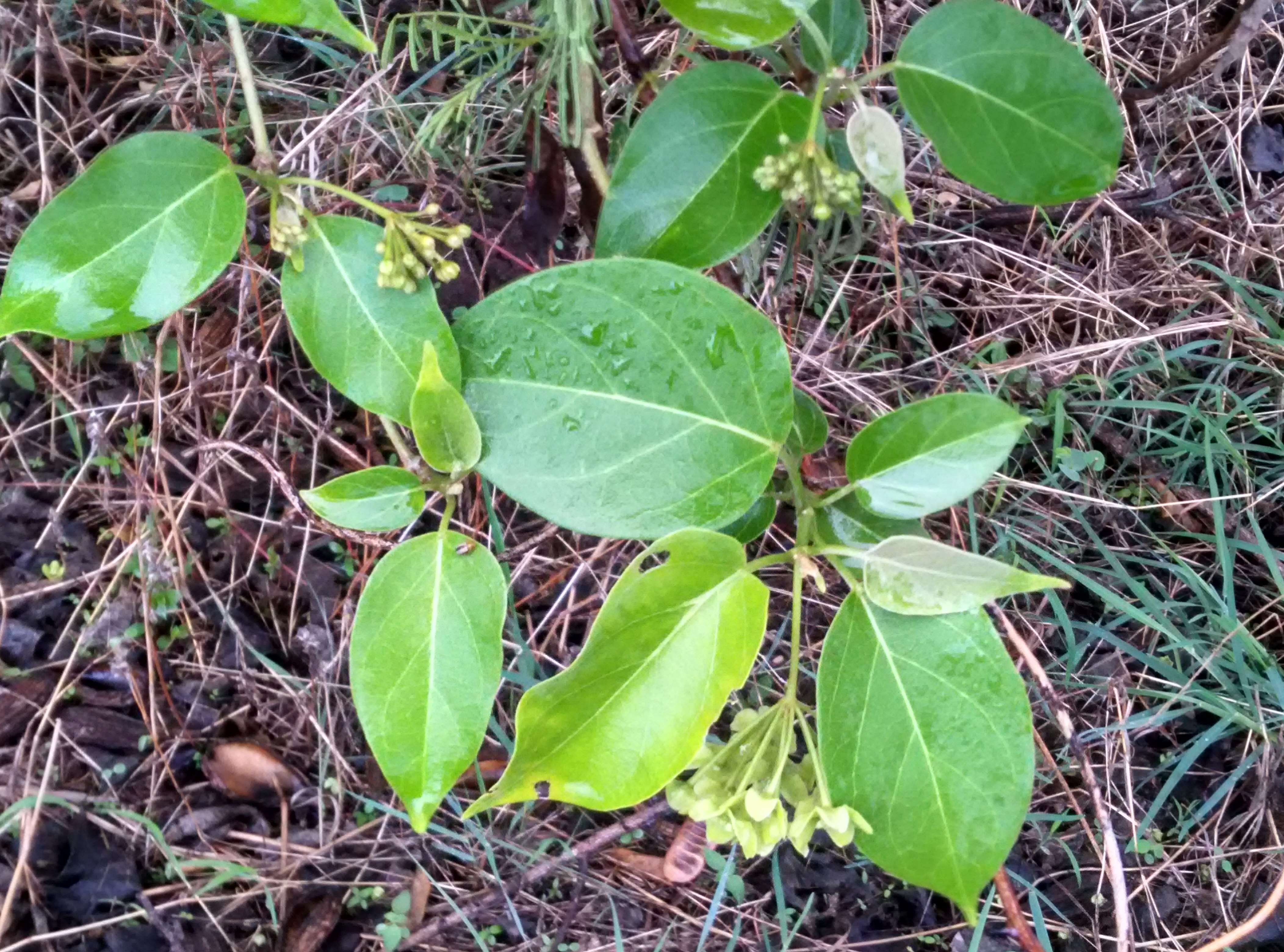 Image of Marsdenia volubilis (L. fil.) Cooke