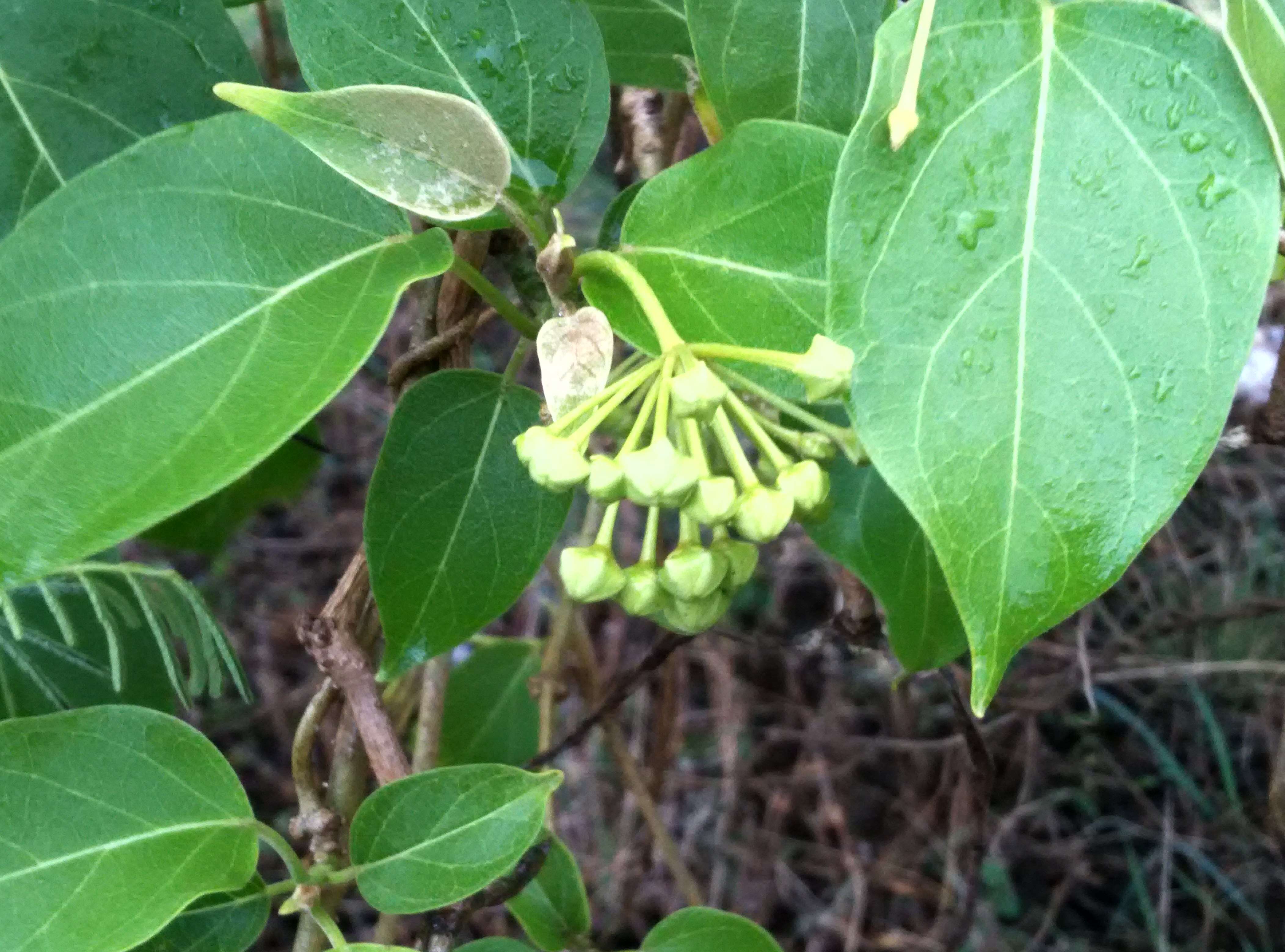 Image of Marsdenia volubilis (L. fil.) Cooke