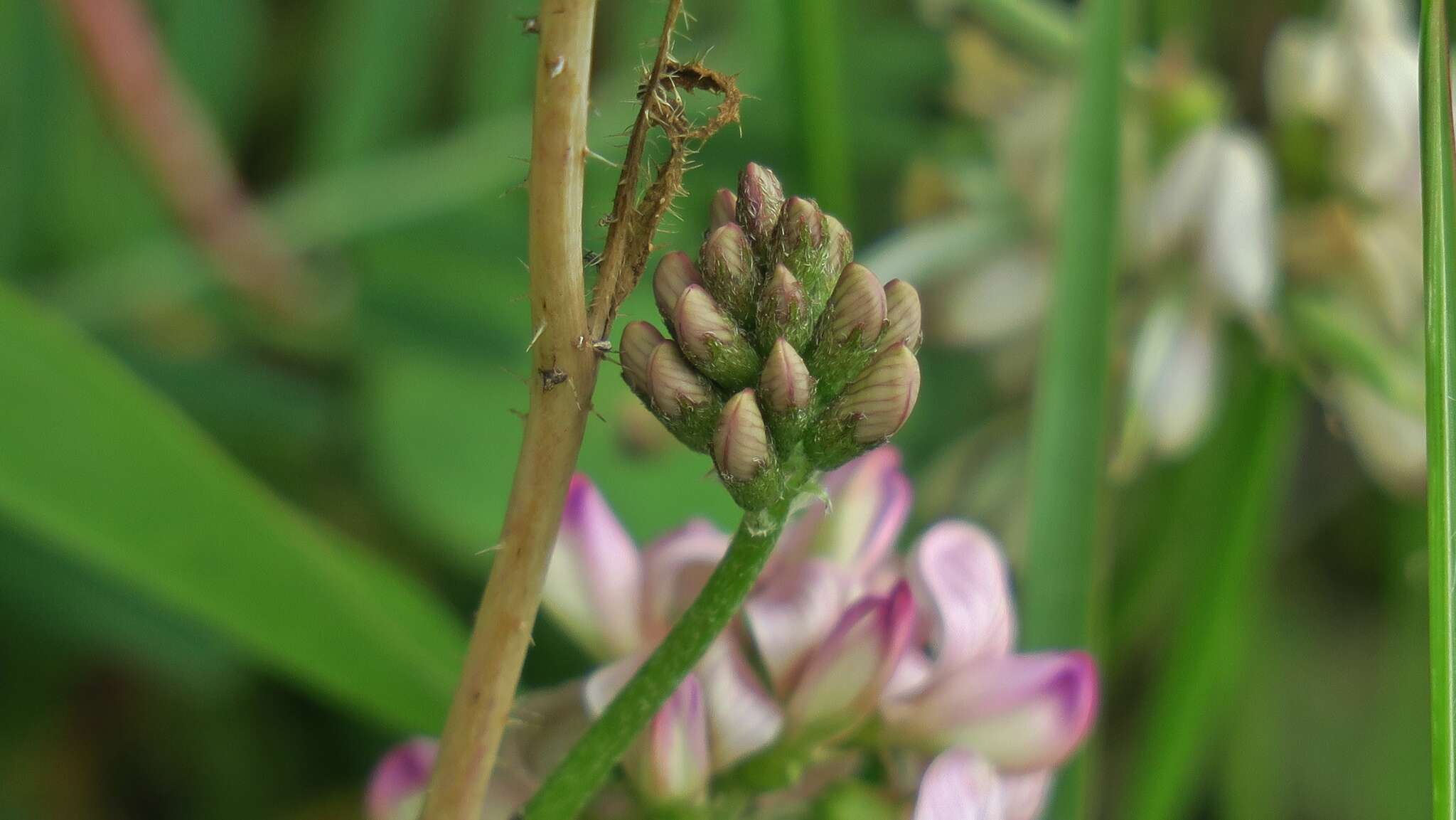 Image of Lessertia stenoloba E. Mey.