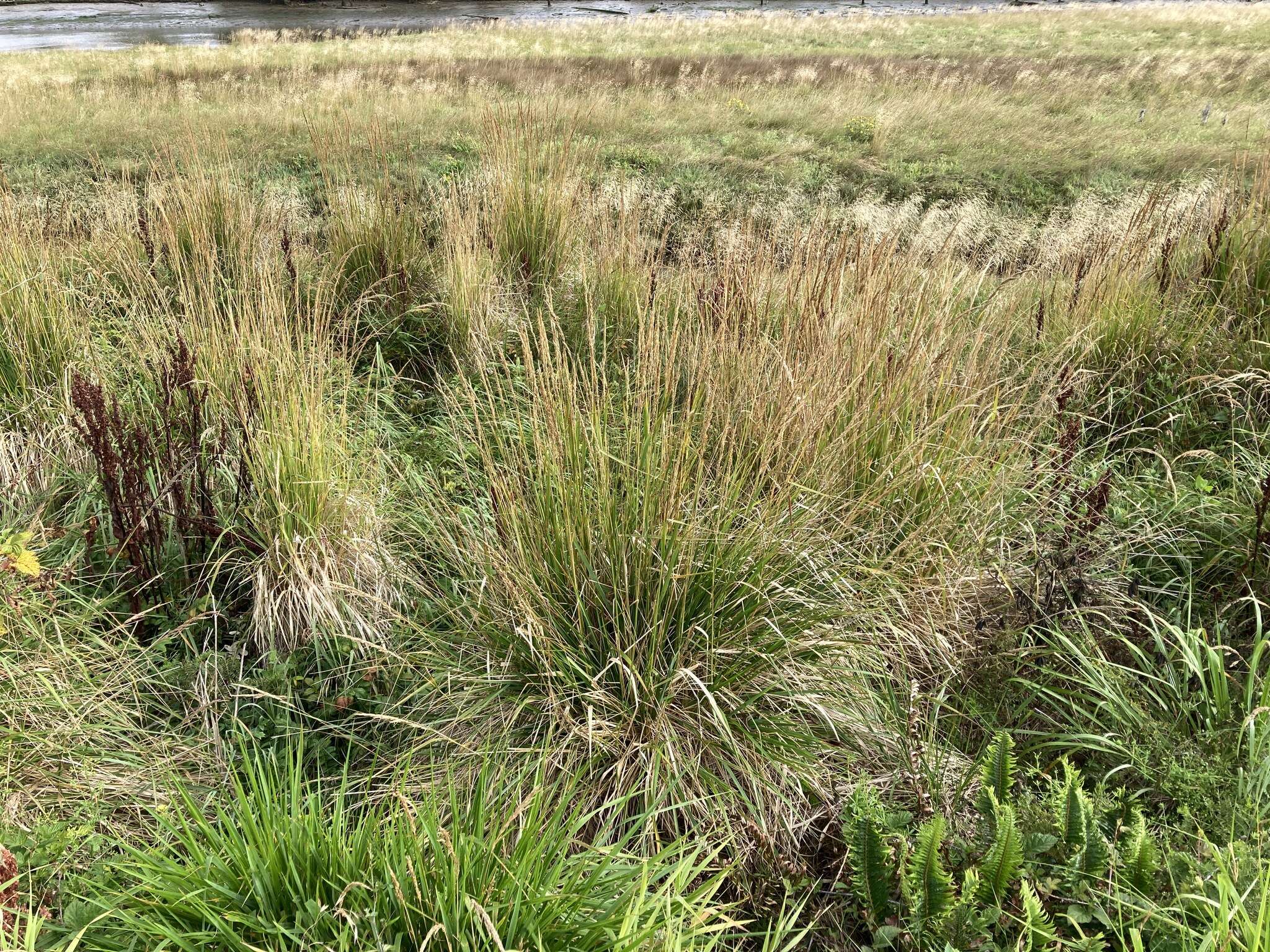 Image of Pacific reedgrass