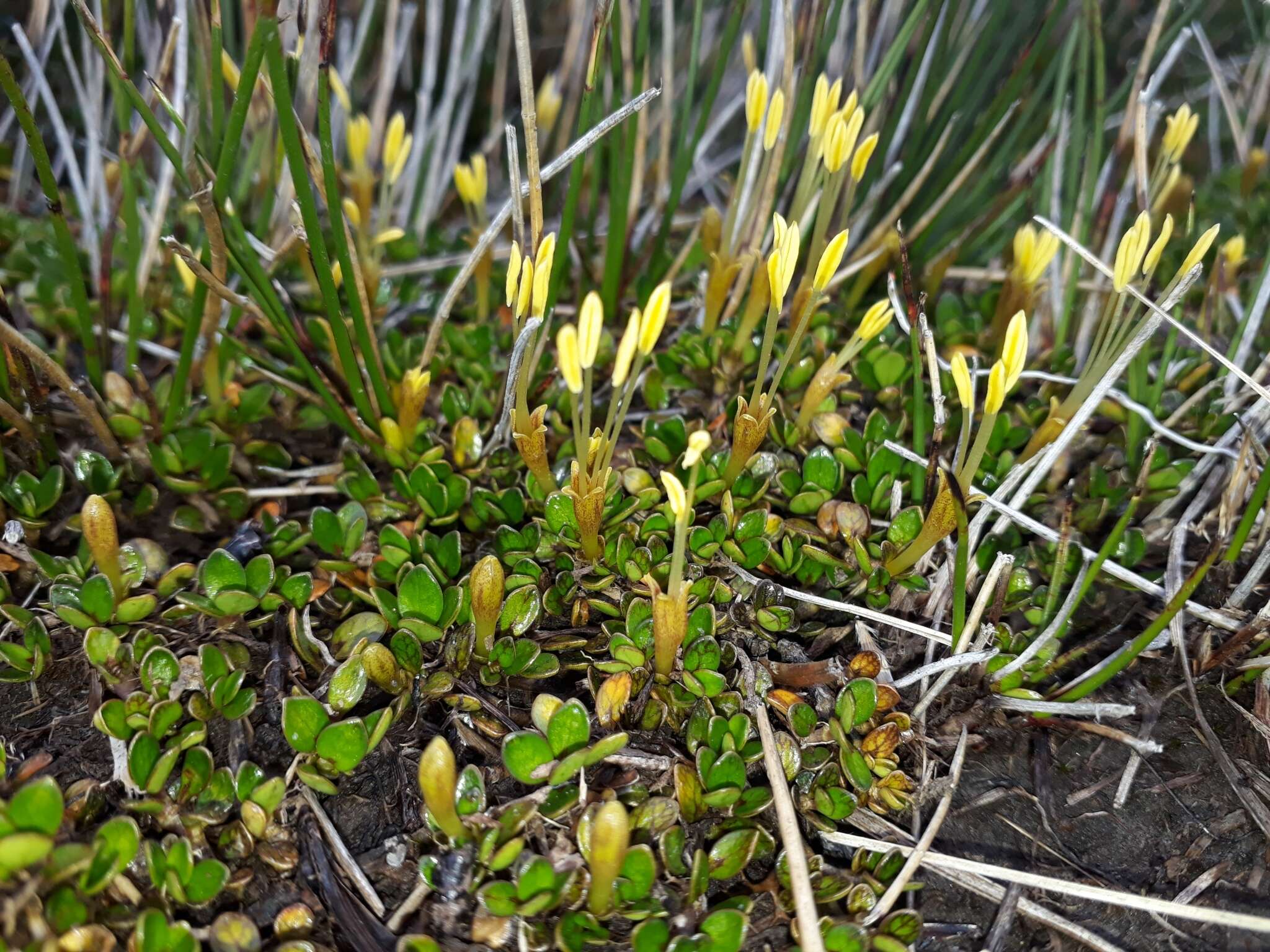 Image of Coprosma perpusilla subsp. perpusilla