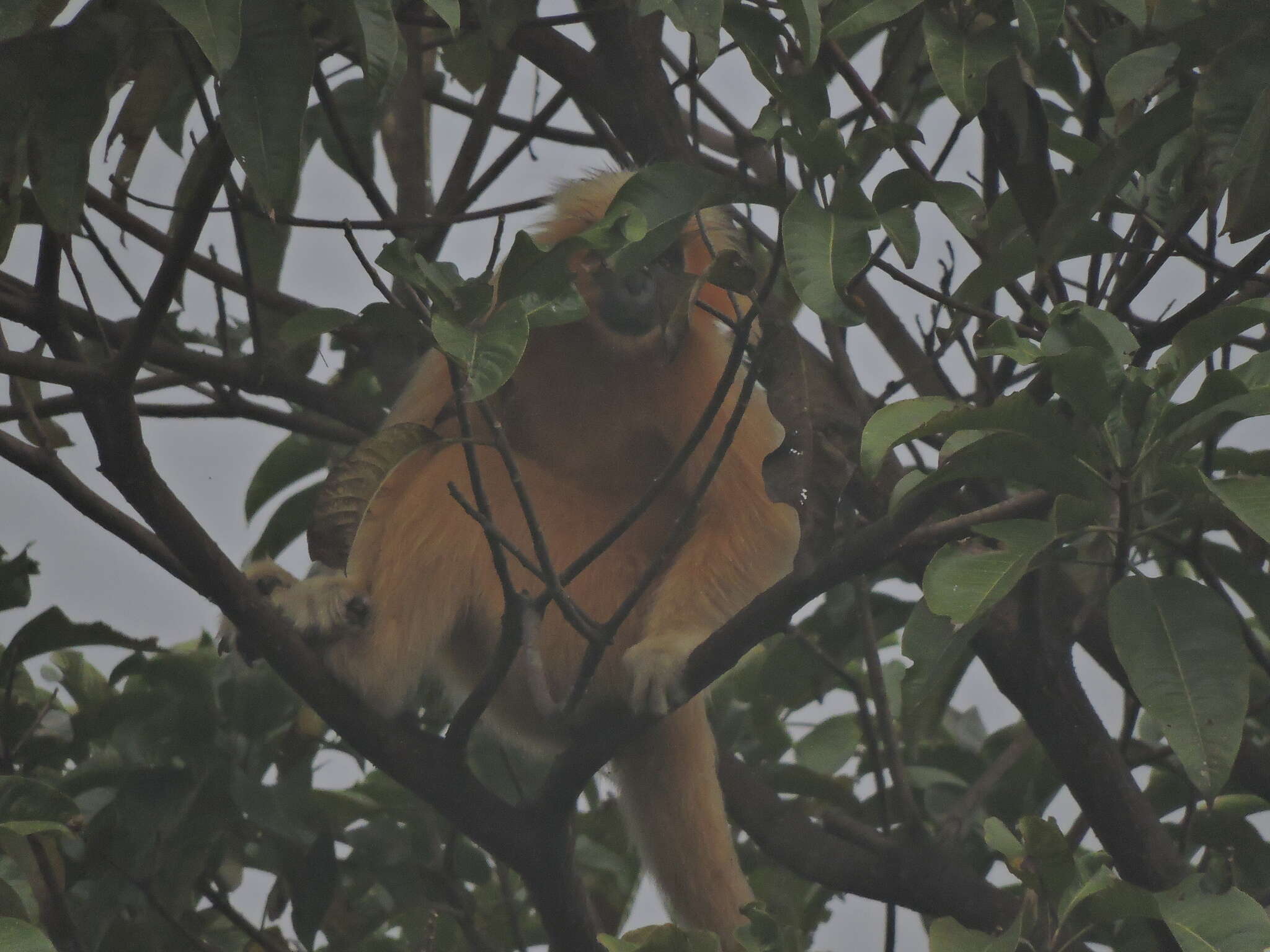 Image of Gee's Golden Langur