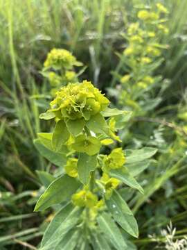 Image of leafy spurge