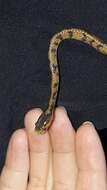 Image of Formosa Slug Snake