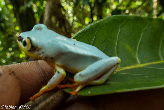 Image of Madagascar Reed Frog