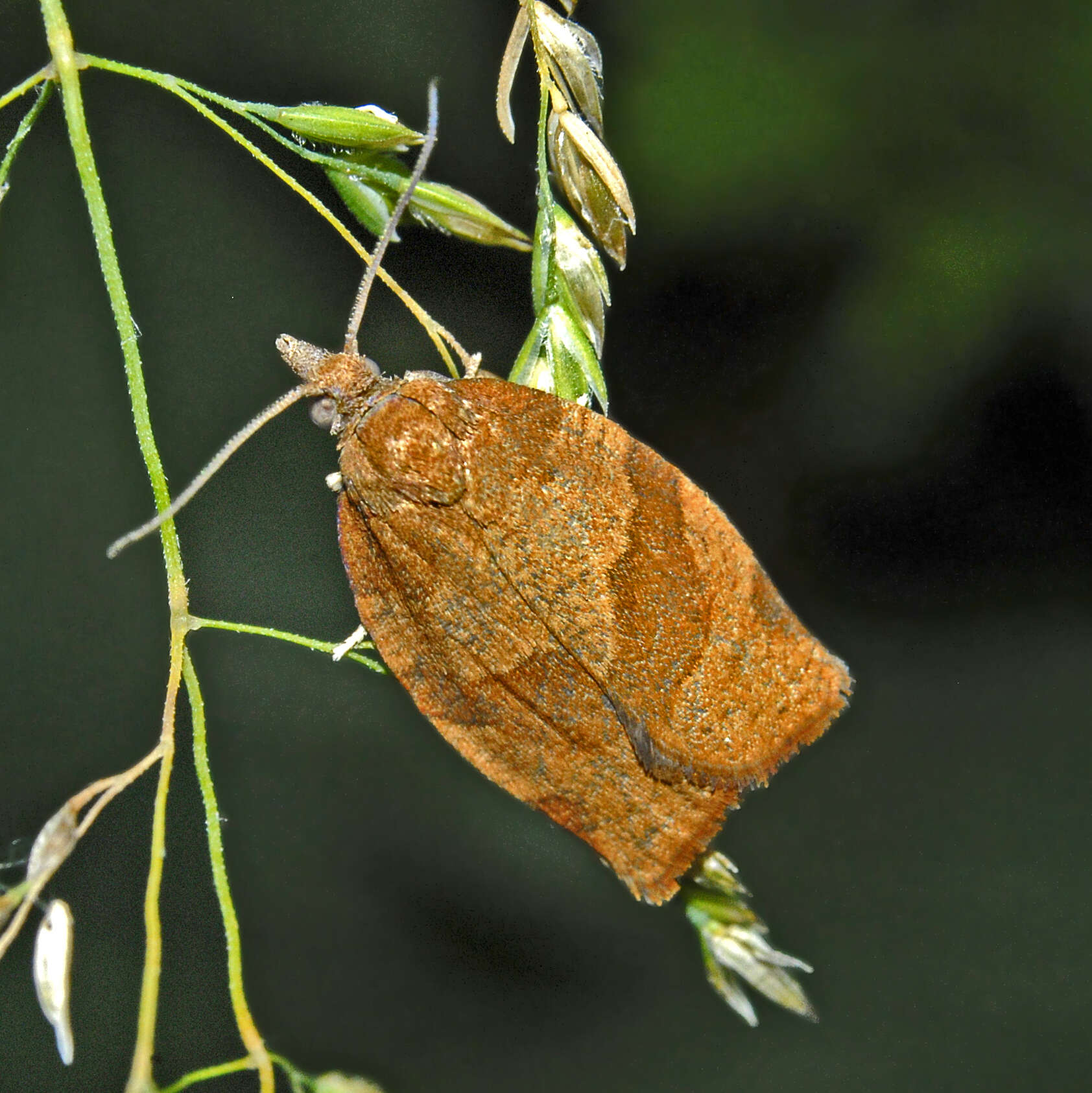 Image of barred fruit-tree tortrix