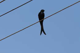 Image of Black Drongo