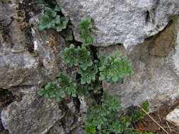 Image of Wall-rue