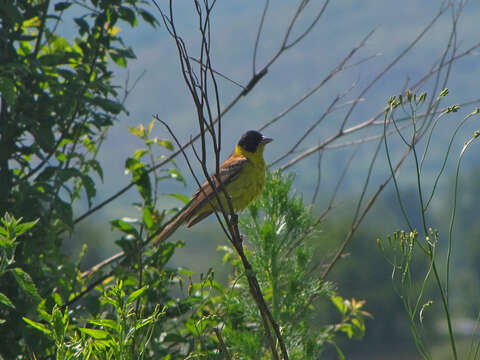 Image of Black-headed Bunting