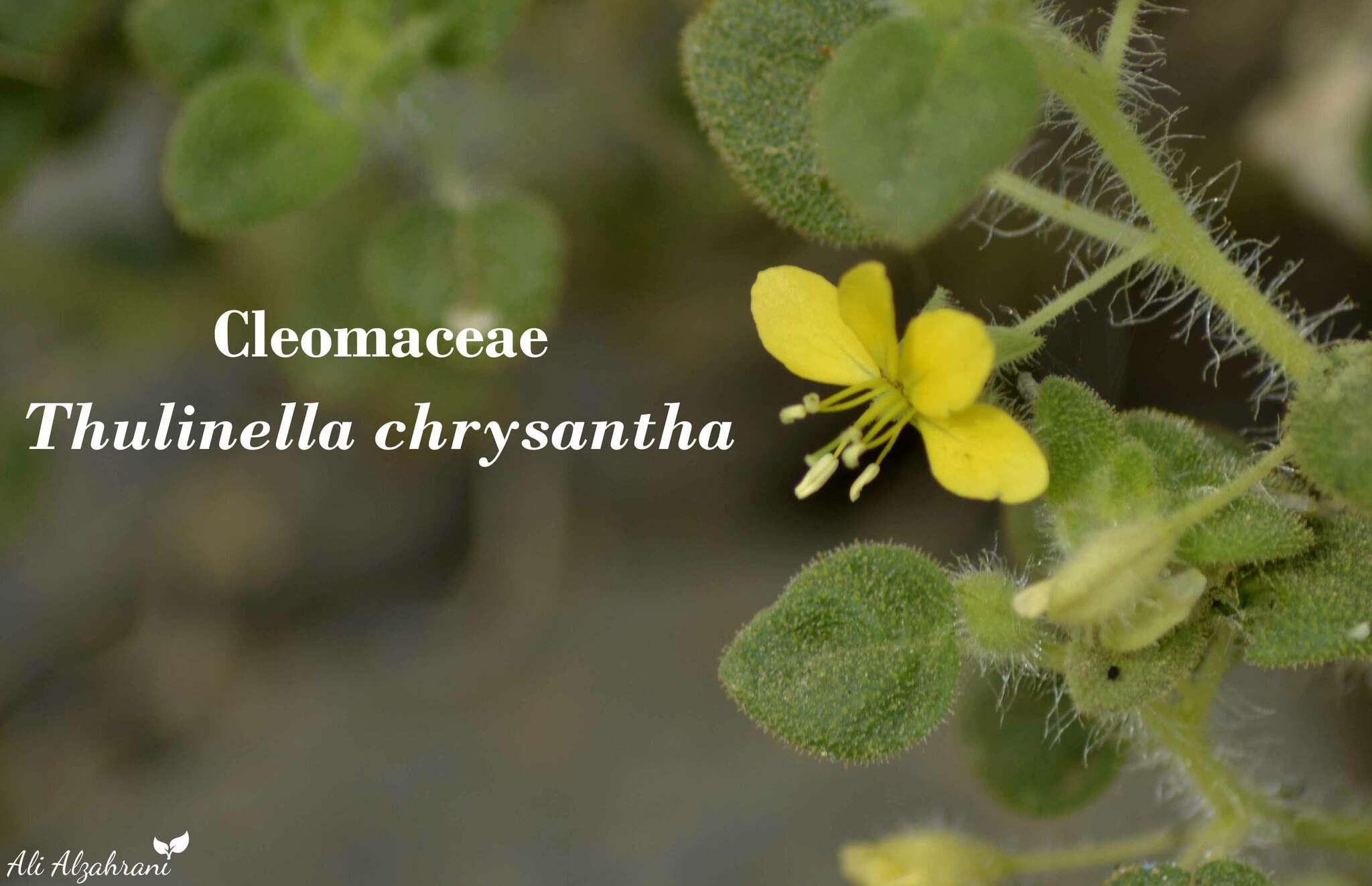 Слика од Thulinella chrysantha (Decne.) Roalson & J. C. Hall