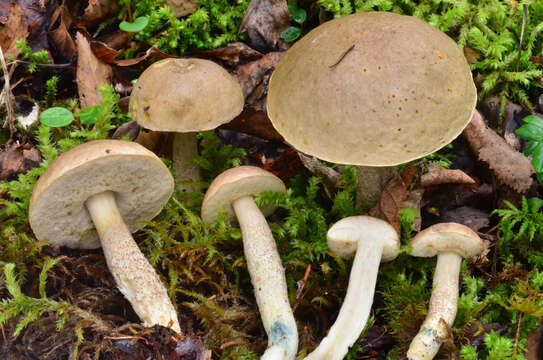 Image of Leccinum holopus (Rostk.) Watling 1960