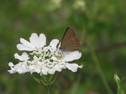 صورة Satyrium acaciae (Fabricius 1787)