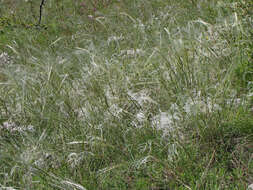 Image of European feather grass