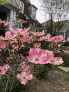 Image of Cornus florida var. florida