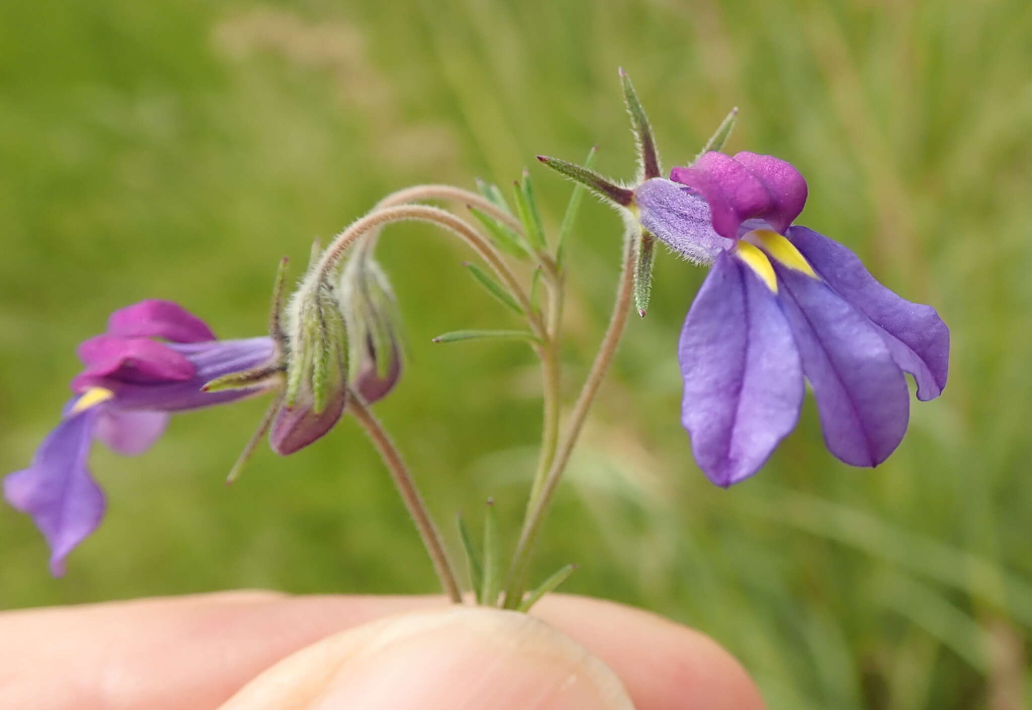 Image of Butterfly lobelia