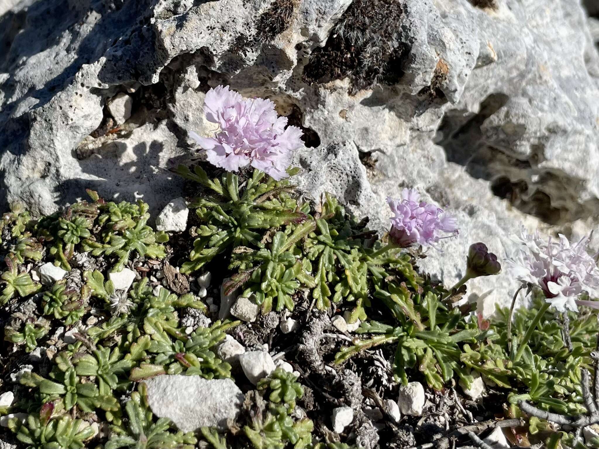 Image of Lomelosia crenata subsp. dallaportae (Boiss.) W. Greuter & Burdet