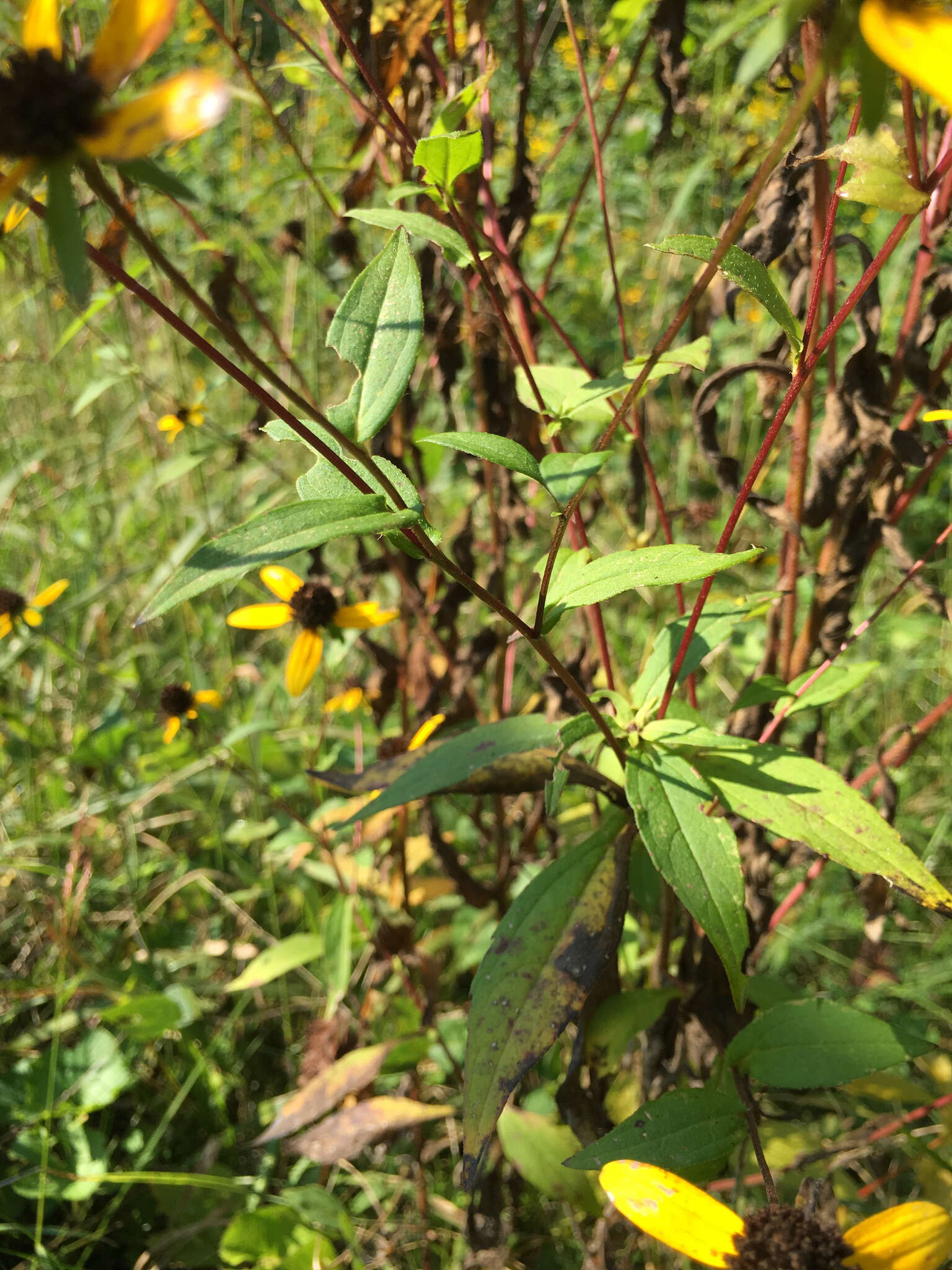 Image of browneyed Susan