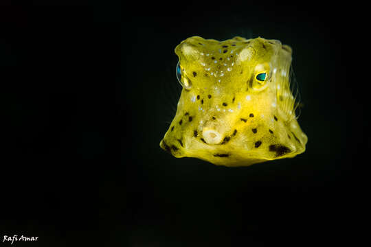 Image of Longhorn cowfish